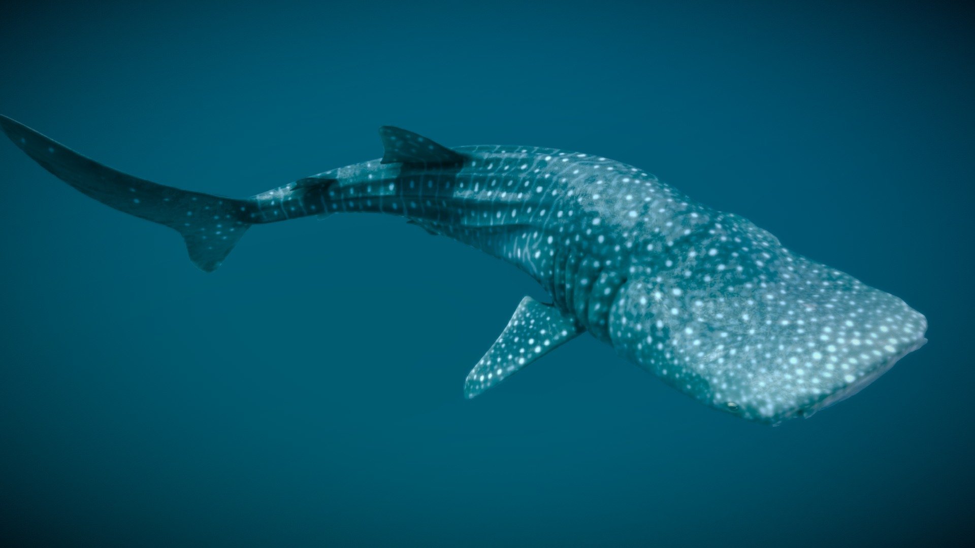 Rigged Low Poly Whale Shark for Blender free 3D model rigged