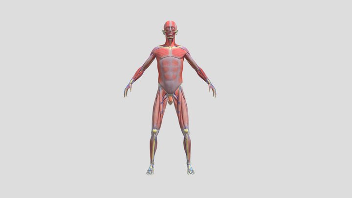 Anatomy 3D Model