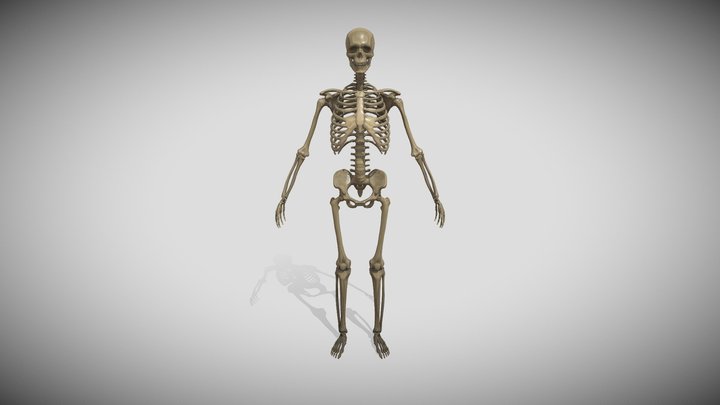 Skeleton 3D Model