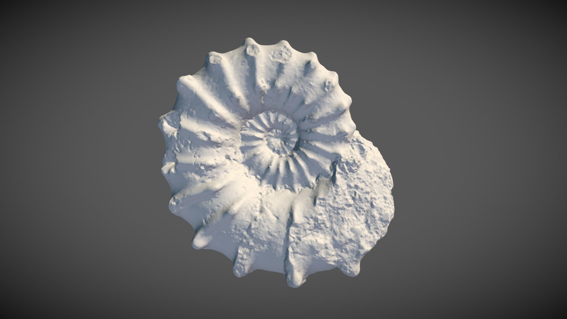 A spiny ammonite