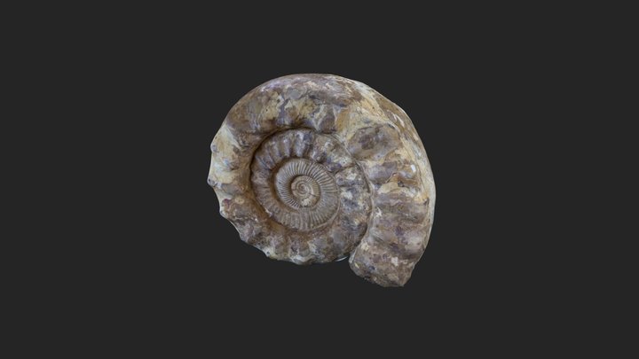 Ammonite Fossil 3D Model