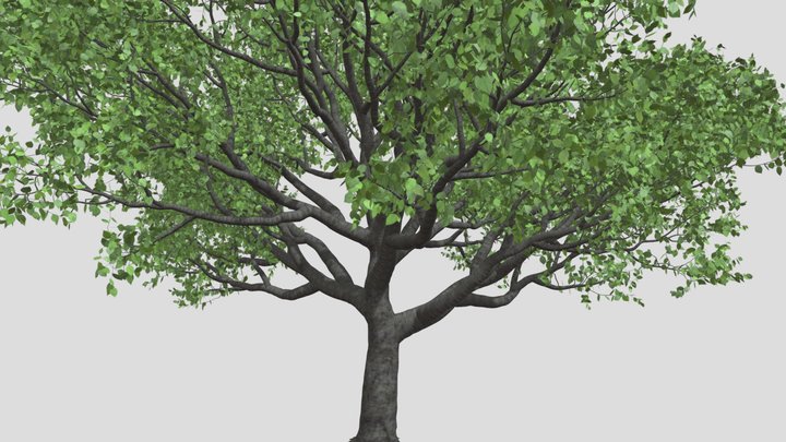 tree-t1st 3D Model