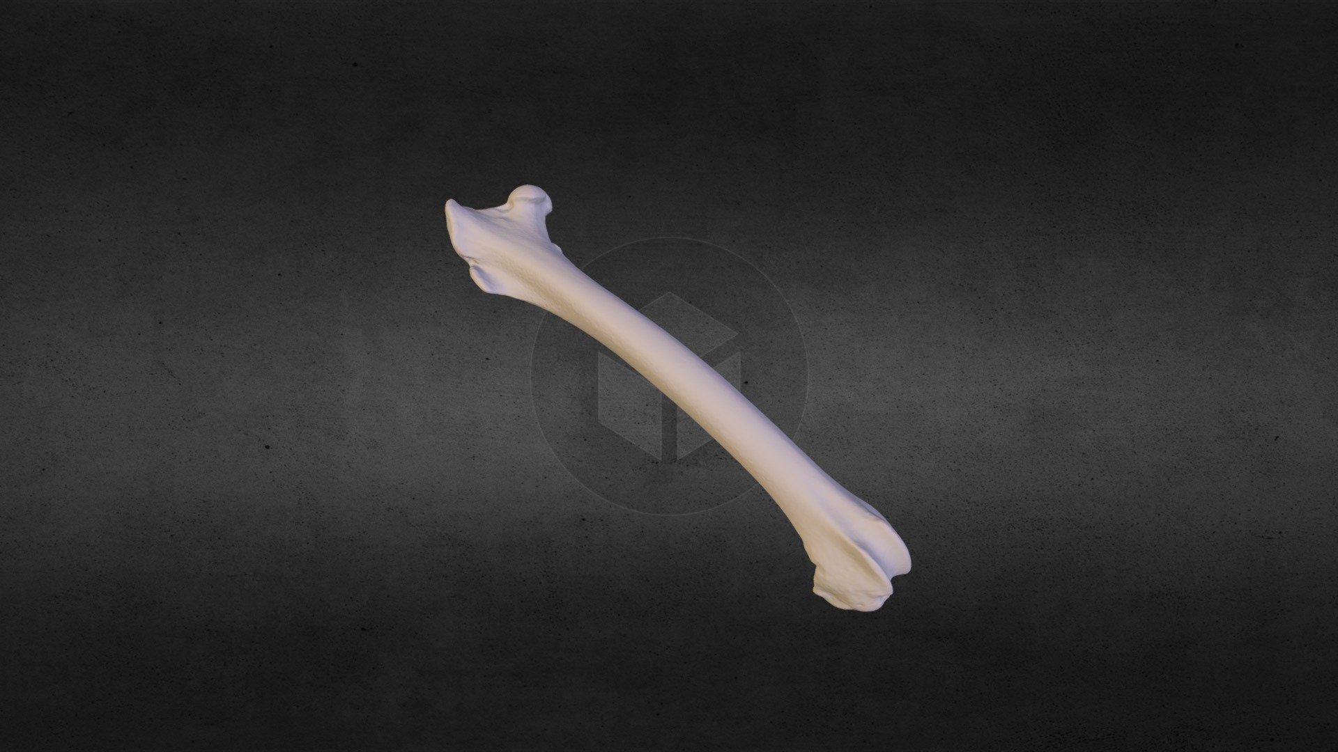 Femur of a rabbit (Oryctolagus sp.) - Download Free 3D model by ...