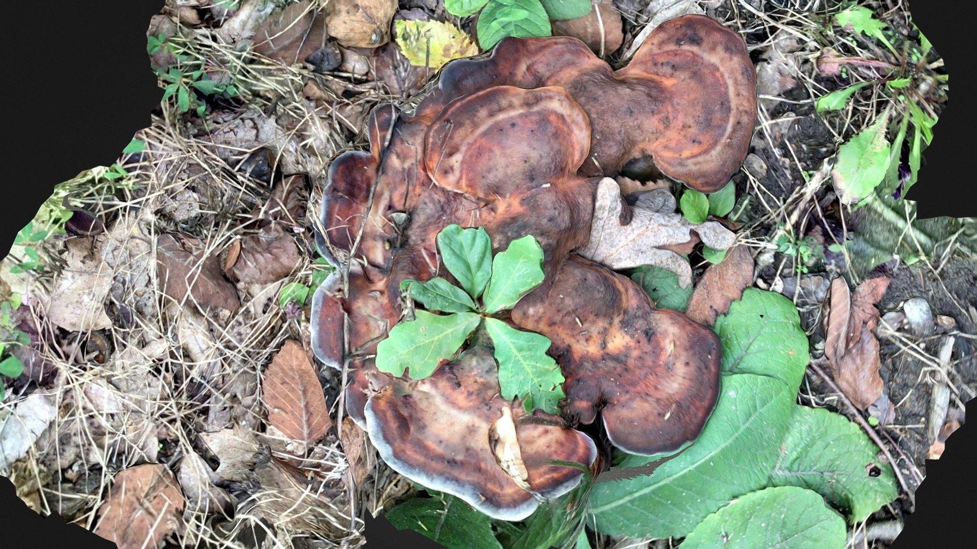 Flat Mushroom cluster