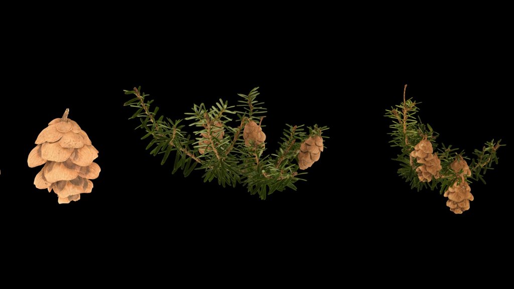 CC0 ツガ 🌲 Japanese Hemlock, Tsuga sieboldii