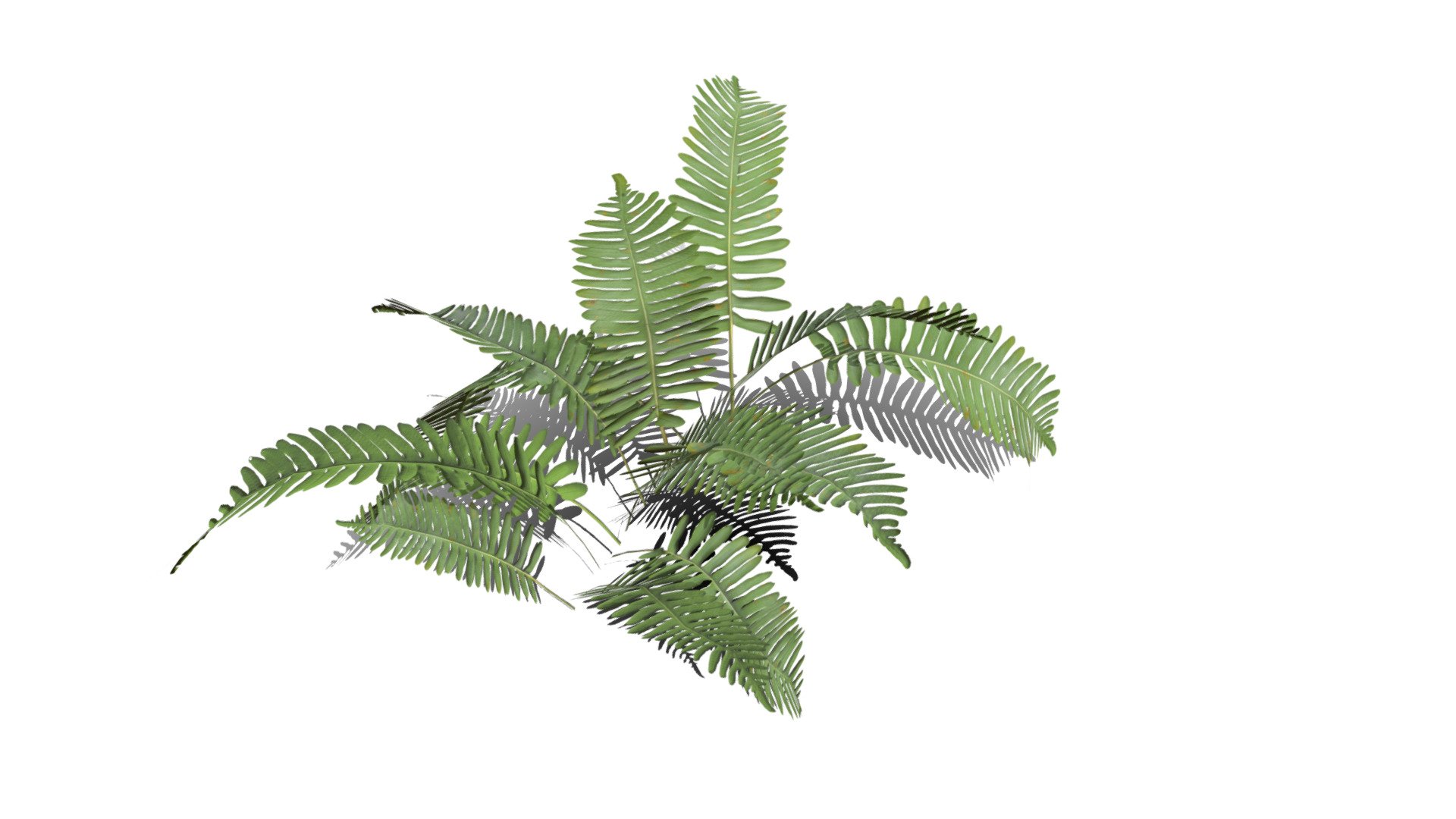 Realistic HD Common polypody fern (42/55) - Buy Royalty Free 3D model ...