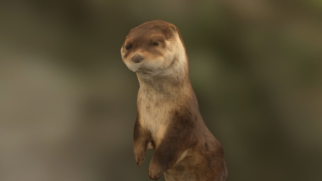 River Otter (with sound) - Download Free 3D model by John Fino