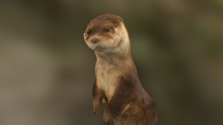 River Otter (with sound) – Modello 3D gratuito STL