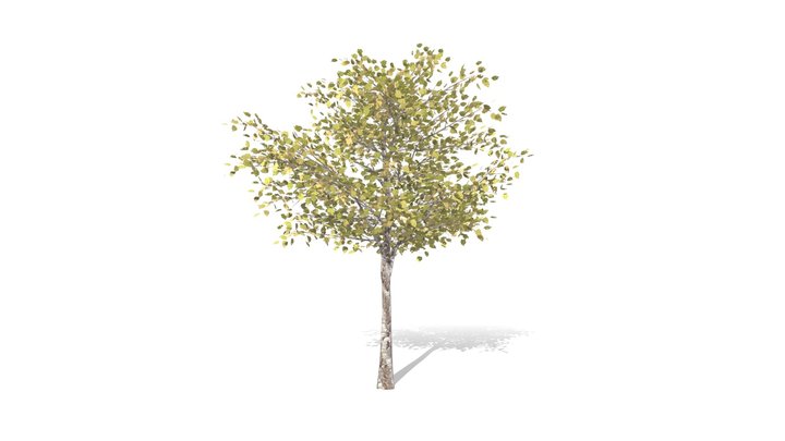 Medium tree 1 3D Model