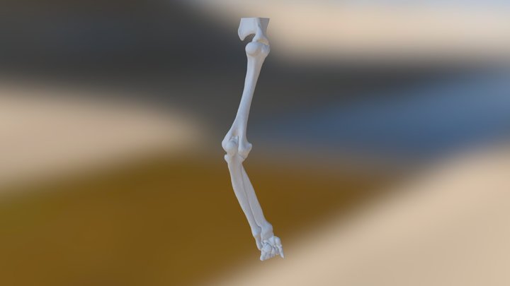 Ken Bruecker Front Leg Left (repaired) 3D Model