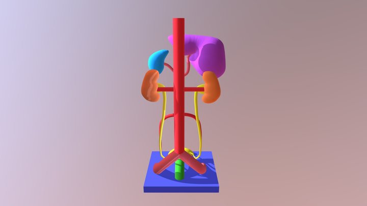 arterial supply of the GI tract 3D Model