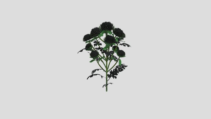 Chrysanthemum 5 AM214 Archmodel 3D Model