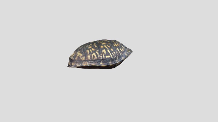 Photogrammetry: Turtle Shell 3D Model