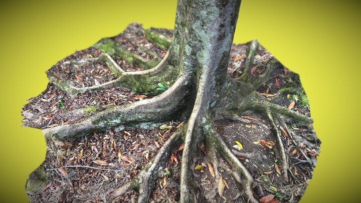 Rainforest tree - buttress roots (Trnio+ Beta) 3D Model