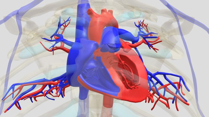 Hart 3D Model