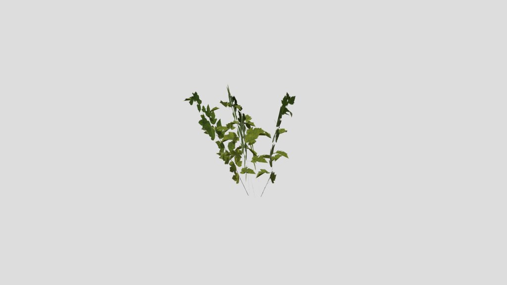 Bush