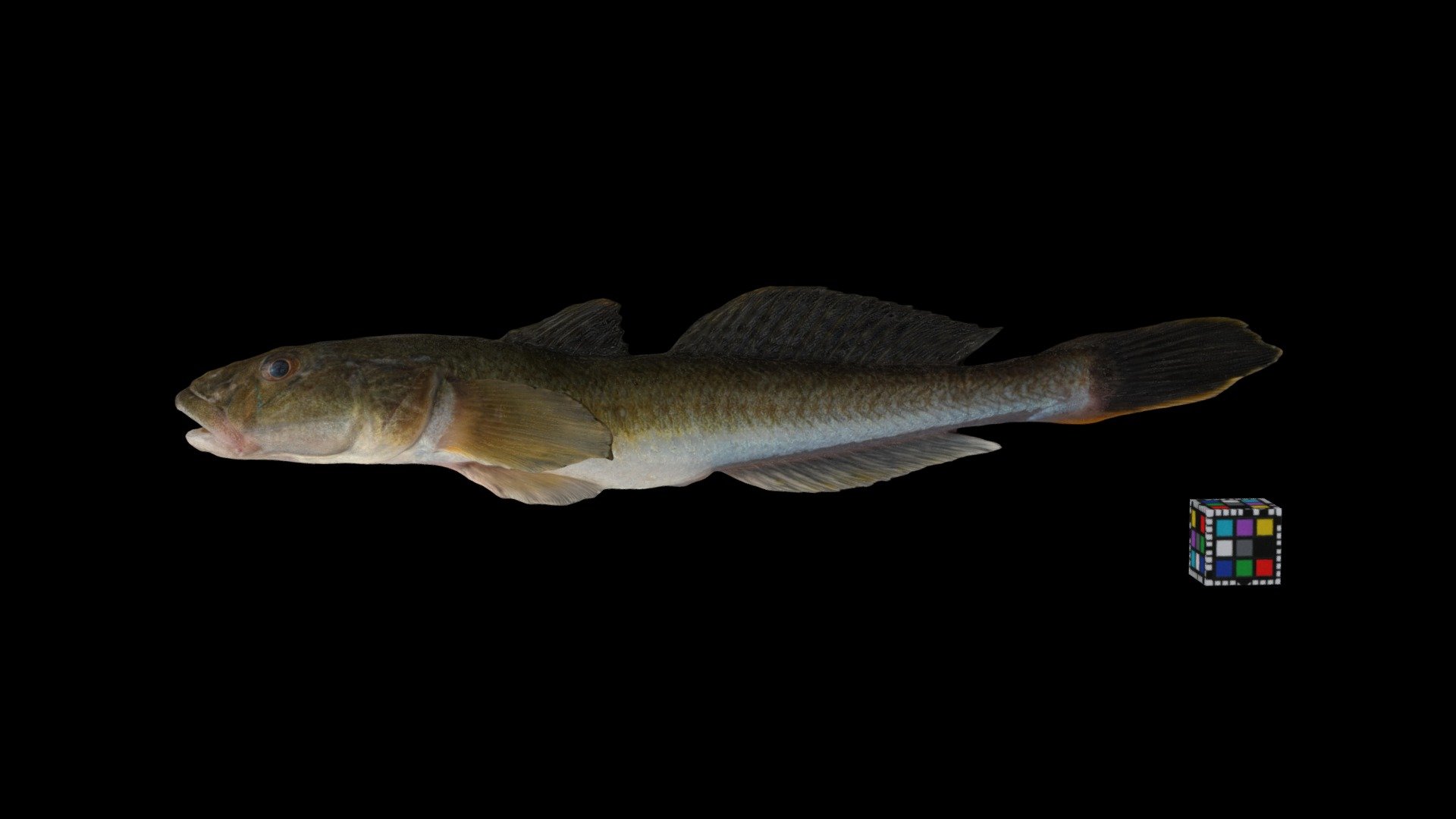 ハゼクチ ♀ Hazekuchi Giant Goby, Acanthogobius hasta