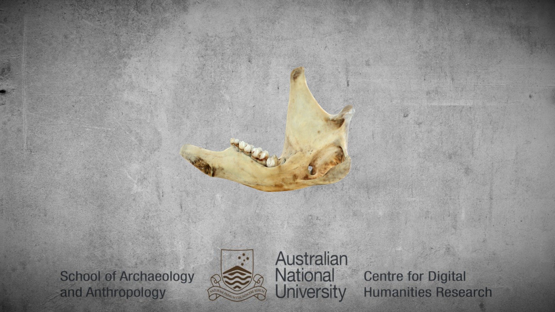 kangaroo bottom right jaw