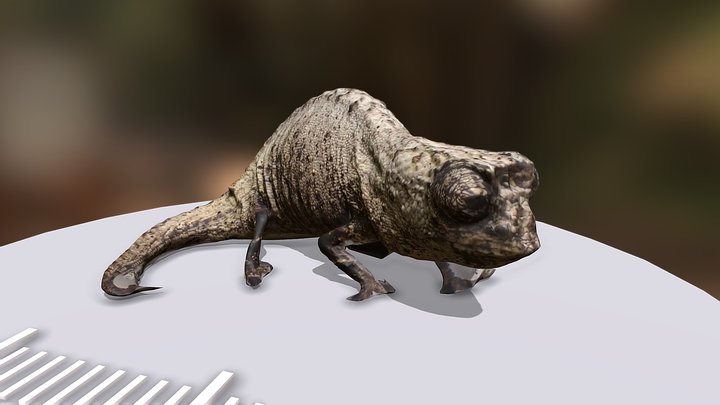 Undescribed Pygmy Chameleon (Brookesia sp) 3D Model