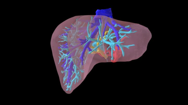 Type I Anatomy [6763] Whole Liver 3D Model