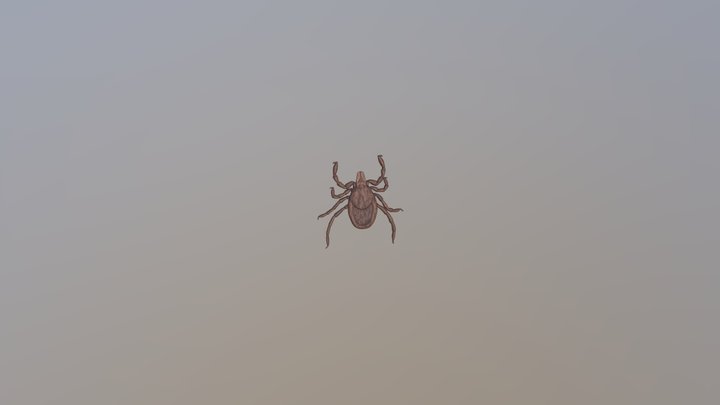 Tick 3D Model