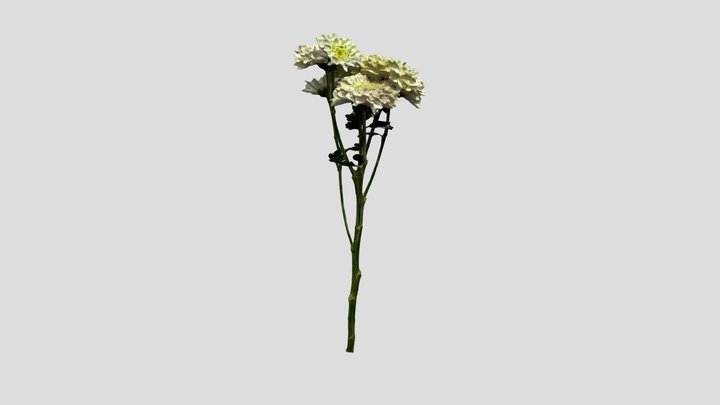 White Eternal Spring Daisy 3D Model