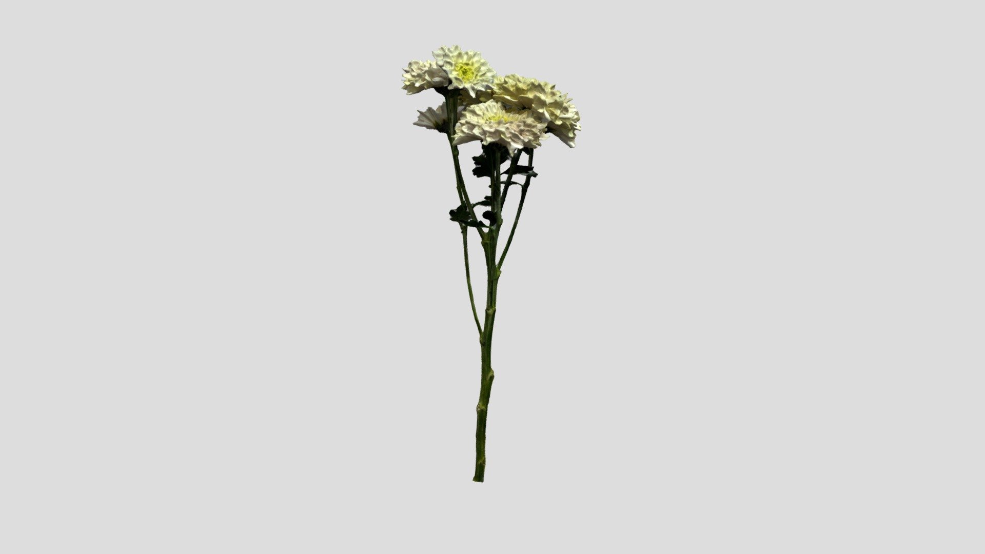 White Eternal Spring Daisy - Download Free 3D model by Yoyuan Tech ...