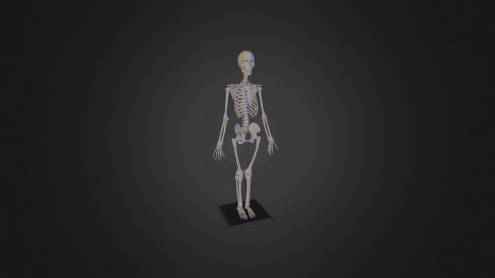Skeleton_Study 3D Model