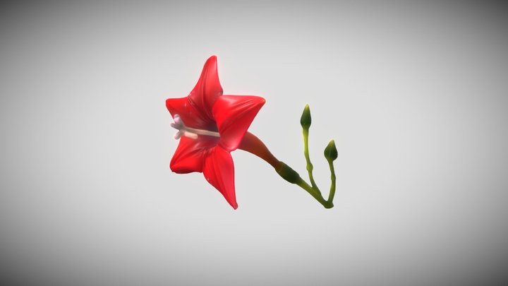 Ipomoea quamoclit – Modello 3D gratuito STL