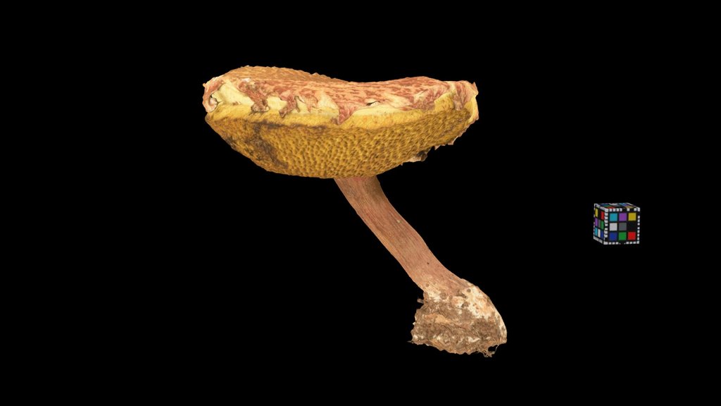 CC0 アイゾメクロイグチ？ ? Bolete, Tylopilus fumosipes
