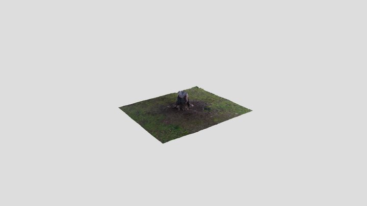 Trunk in Caffarella Park, Rome (Italy) 3D Model