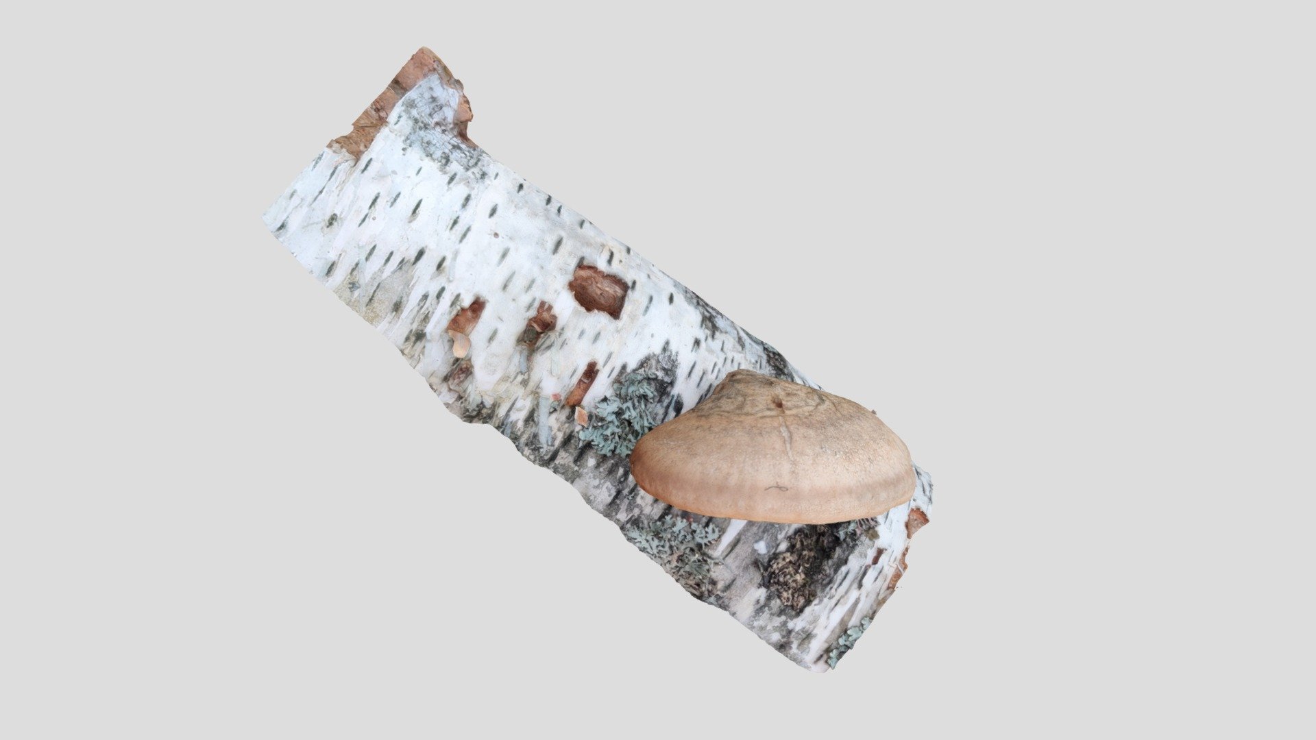 Pökkelökääpä (Fomitopsis betulina)