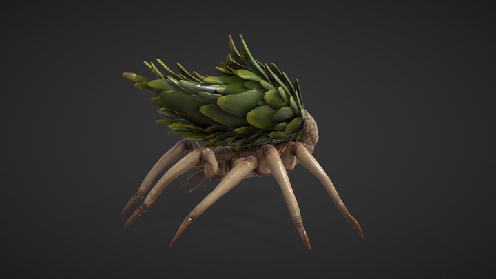 False Palm Spider 3D Model