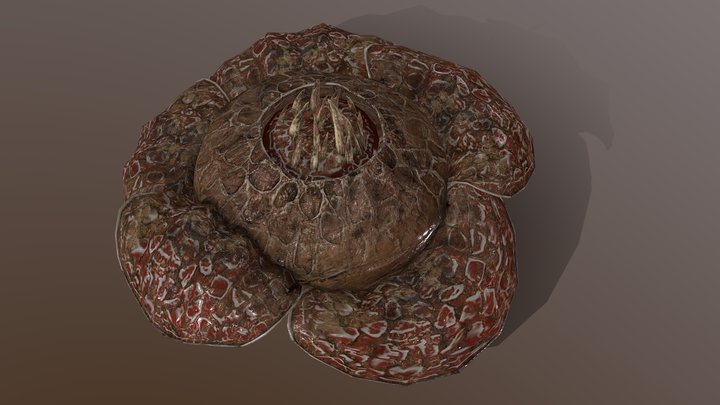 Rafflesia 3D Model