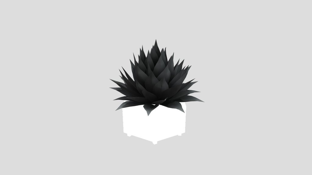 Plant Agave Potted