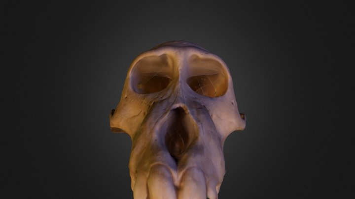 #3DST9 Papio hamadryas skull 3D Model