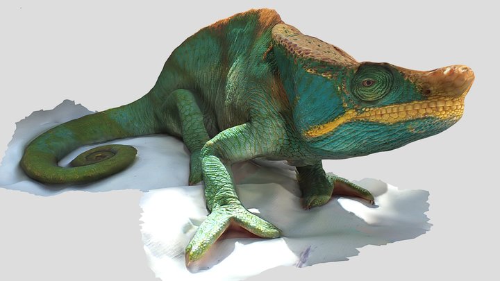 Parson's Chameleon (Calumma parsonii) 3D Model
