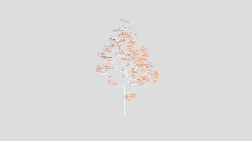Ficus Tree