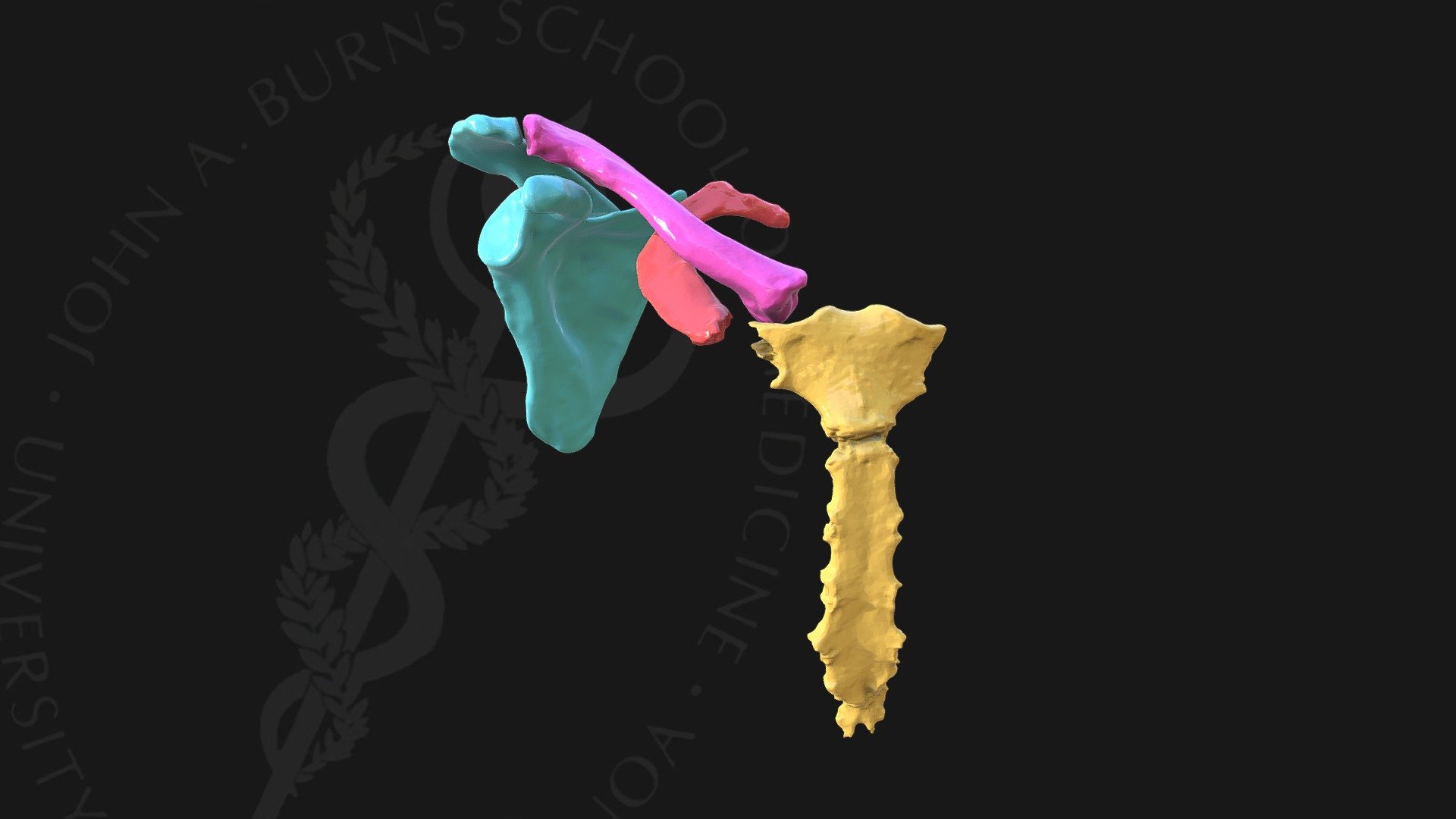 Sternum Clavicle Scapula Rib - copy - 3D model by John A Burns School ...