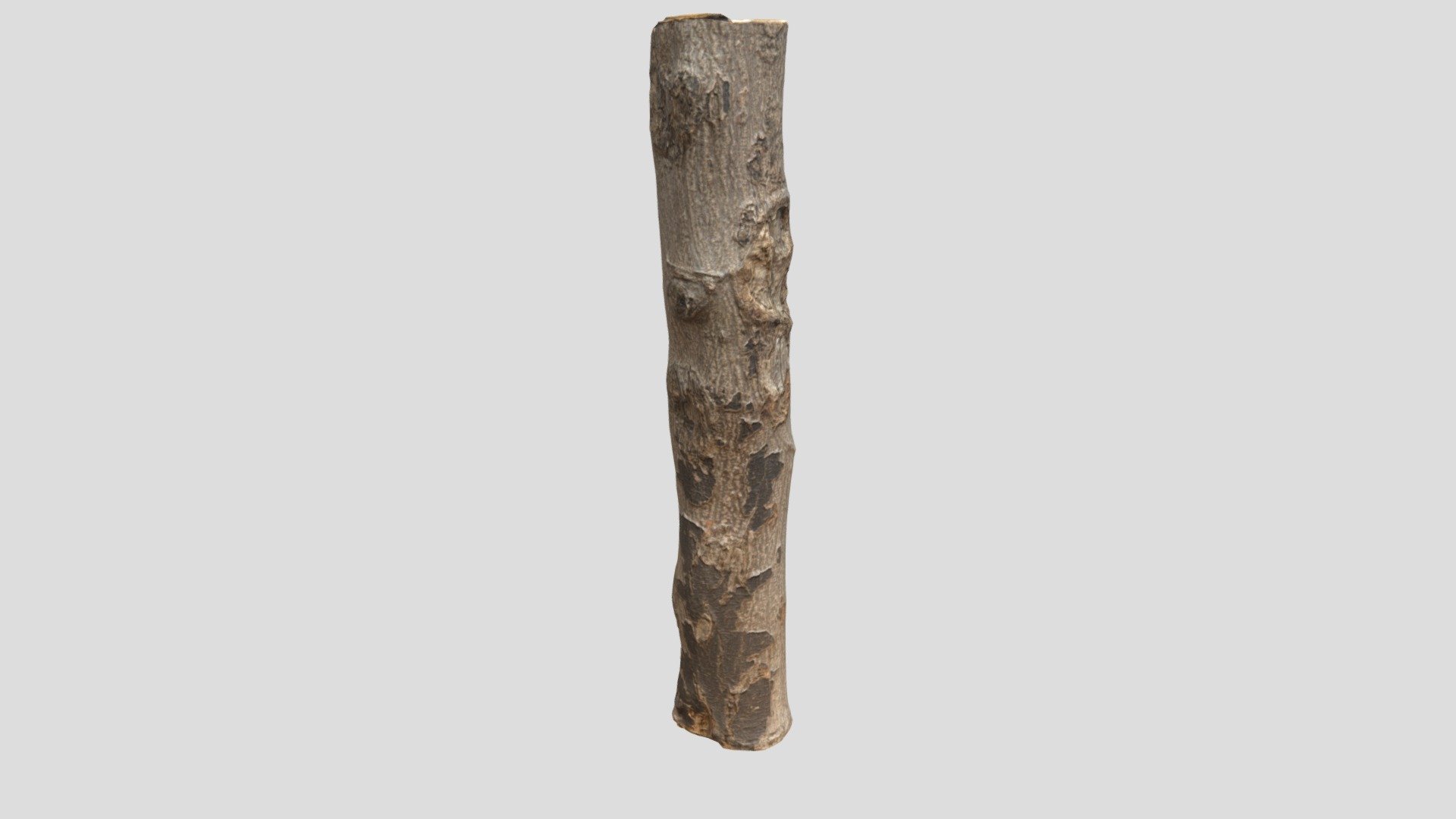 Tree Stump