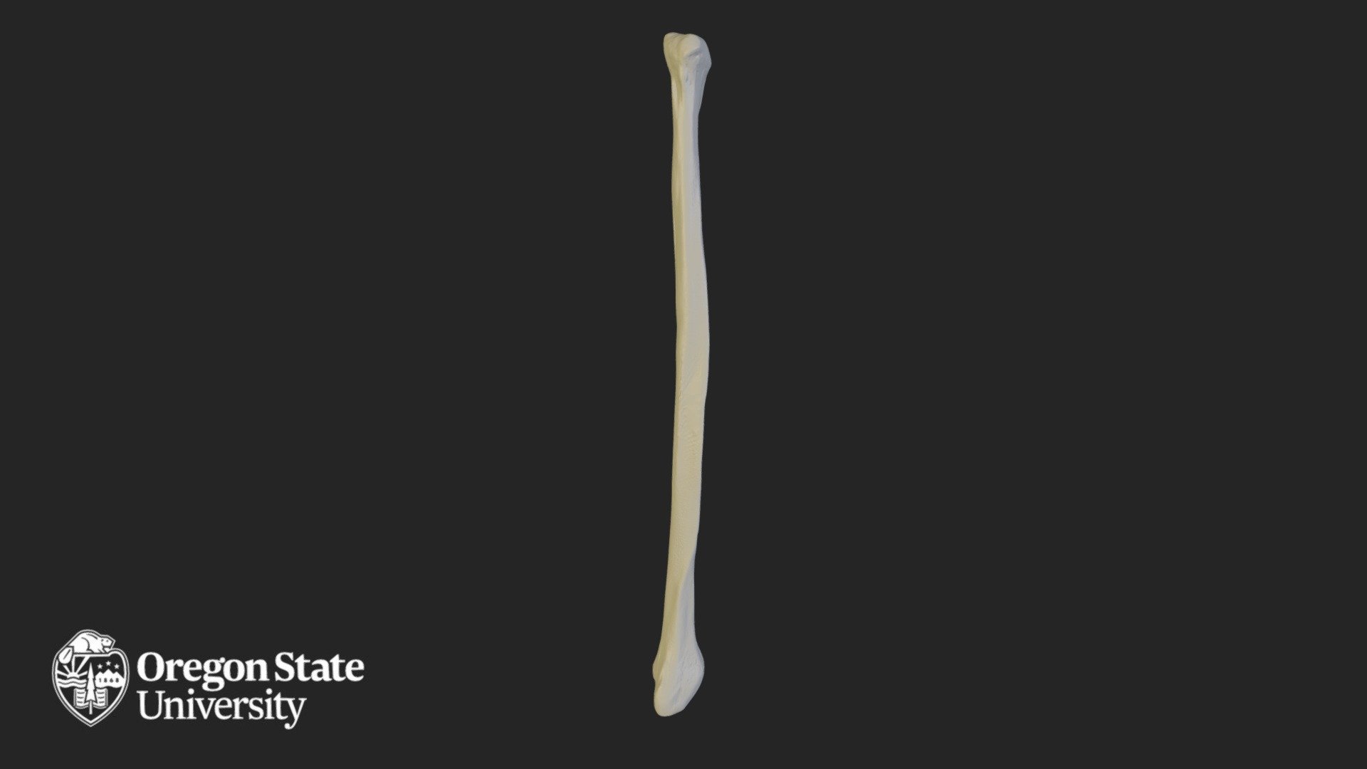 Fibula - Right - Download Free 3D model by Oregon State University ...