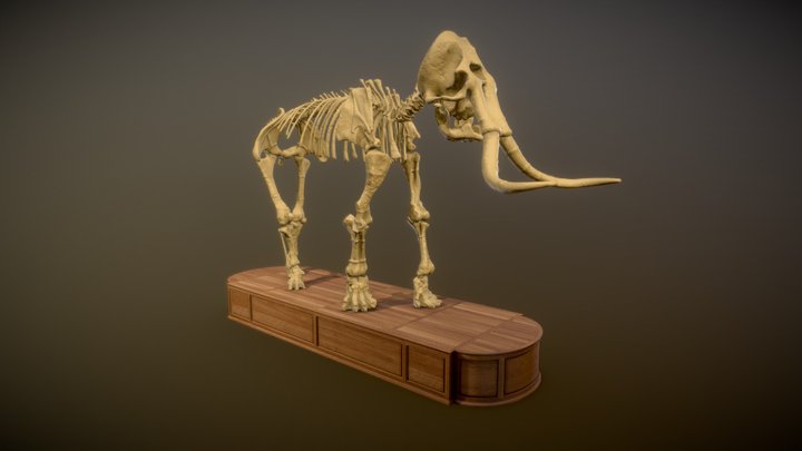 Mammouth de Durfort - Mammuthus meridionalis 3D Model