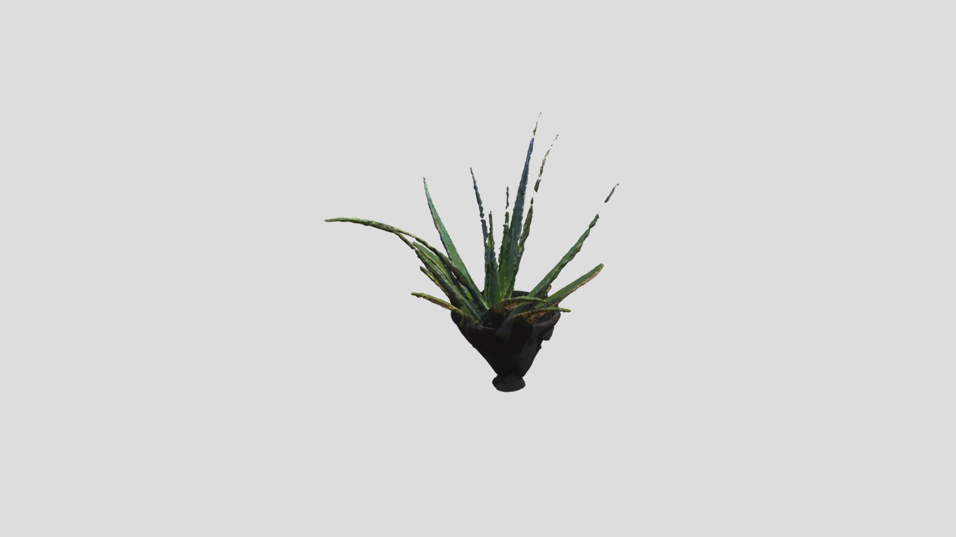 Aloe Vera 1 - Download Free 3D model by miarodriguez [69c3928] - Sketchfab