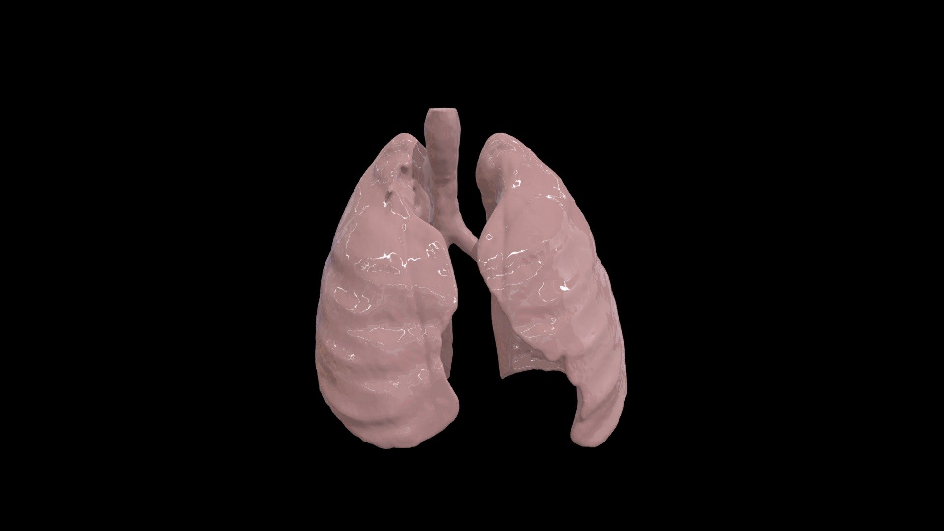 3DSlicer - Lungs - 3D model by sarahiannucci [69c4909] - Sketchfab