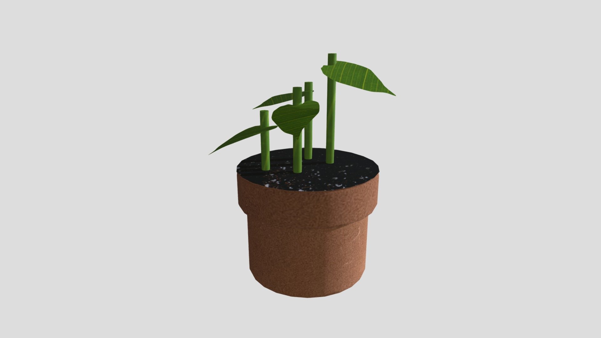 Monstera Plant