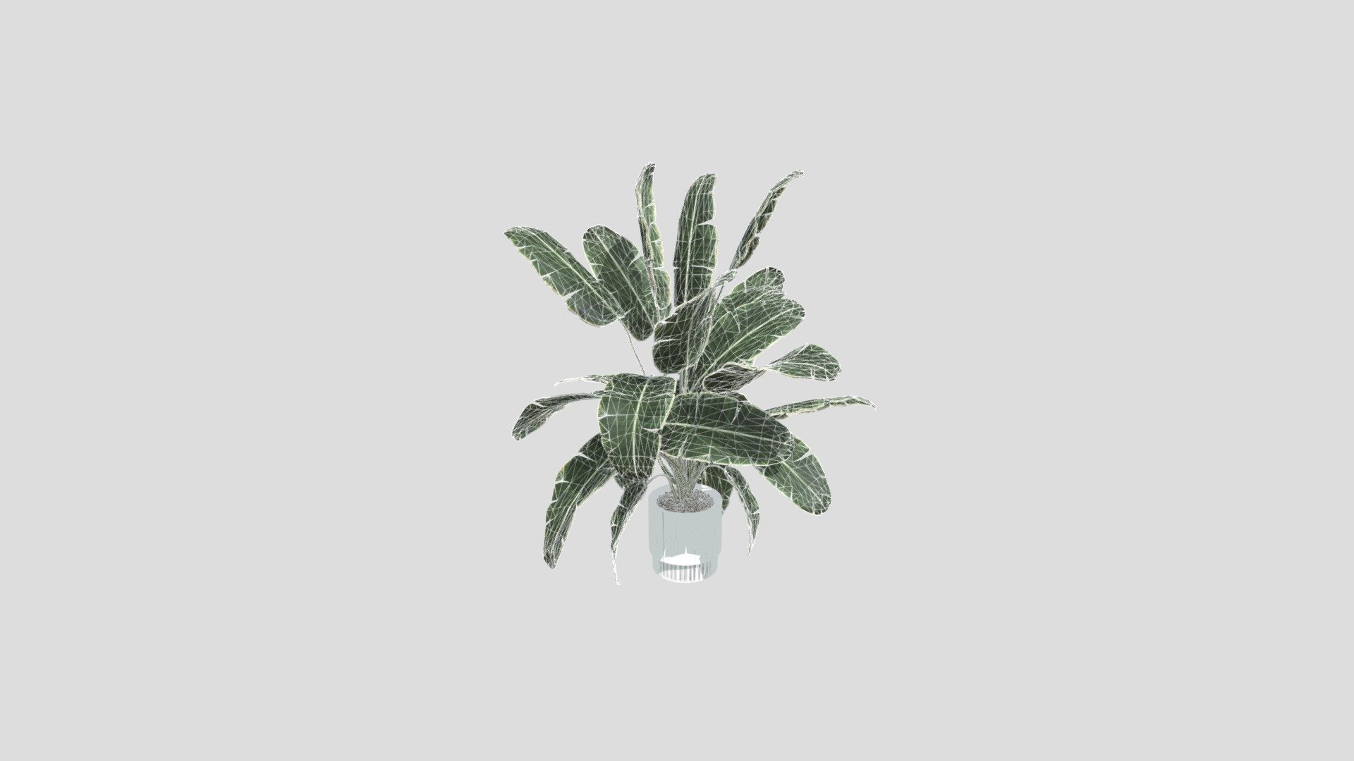 植物