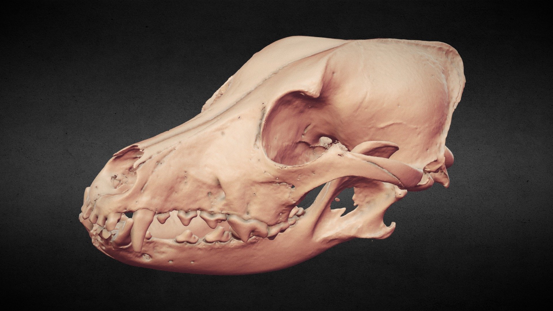 Xray Ct Vulpes Vulpes アカギツネ 赤狐 3d Model By Nssndt Nssndt 69c8afb Sketchfab