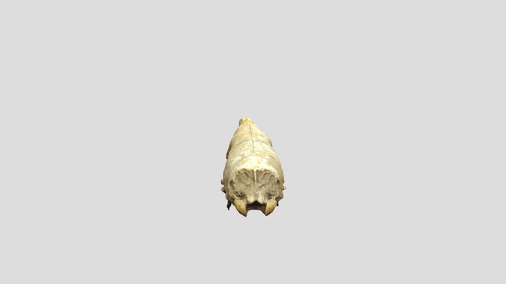 Crâne foumilier 3D Model