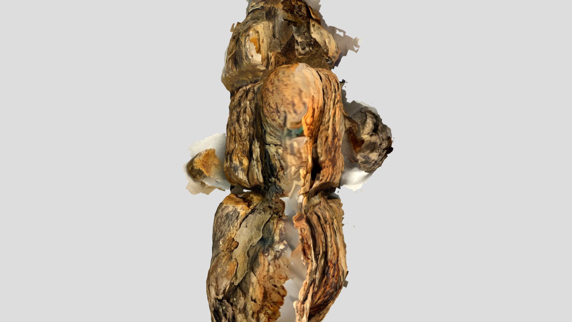 Paleobotany Sample. 2022