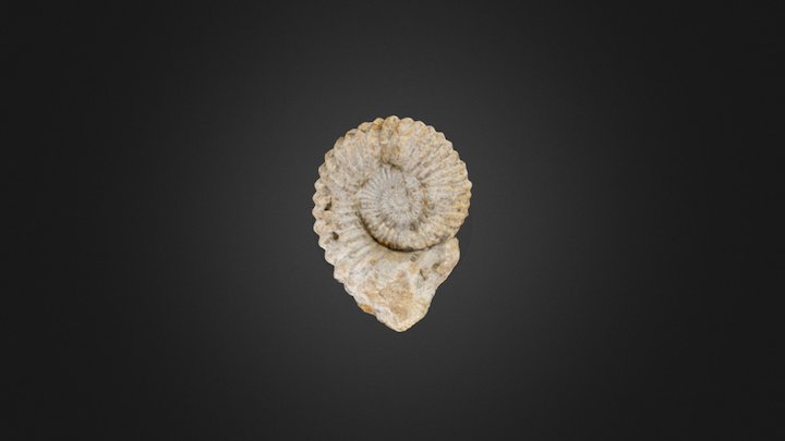 Ammonite 3D Model